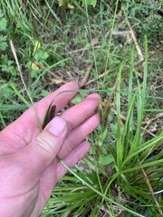 Carex lambertiana
