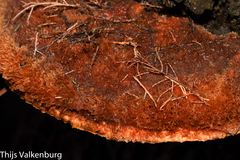 Inocutis tamaricis