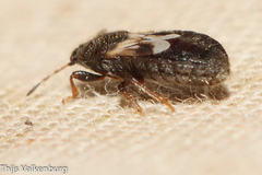 Dimorphopterus brachypterus