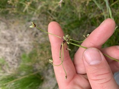 Isolepis inundata