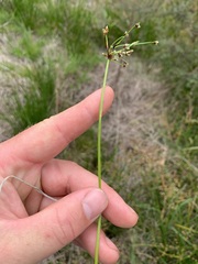 Isolepis inundata