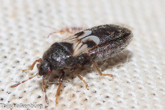 Dimorphopterus brachypterus