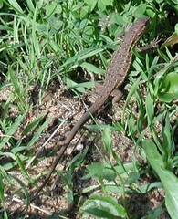 Psammodromus occidentalis