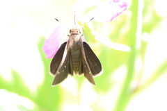 Lerodea eufala concepcionis