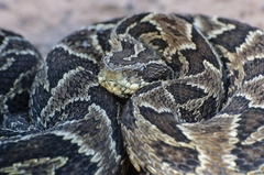 Bothrops cotiara