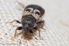 Dimorphopterus brachypterus