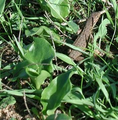 Psammodromus occidentalis