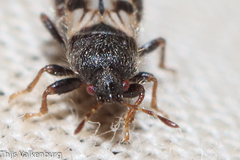 Dimorphopterus brachypterus