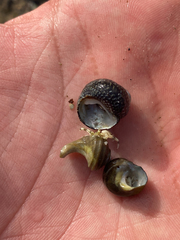 Pagurus novizealandiae