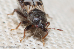 Dimorphopterus brachypterus