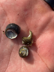 Pagurus novizealandiae