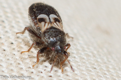 Dimorphopterus brachypterus