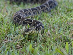 Bothrops cotiara