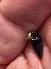 Pagurus novizealandiae