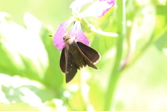 Lerodea eufala concepcionis