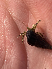 Pagurus novizealandiae