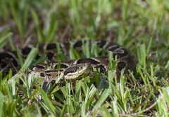 Bothrops cotiara