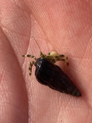 Pagurus novizealandiae