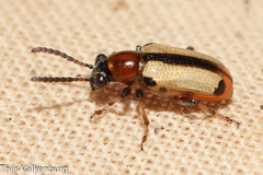 Crioceris paracenthesis