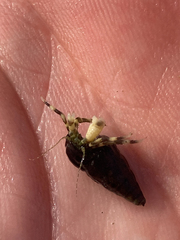 Pagurus novizealandiae