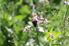Lerodea eufala concepcionis