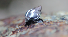 Echinolittorina peruviana