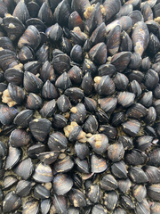 Xenostrobus neozelanicus