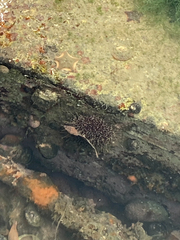 Evechinus chloroticus