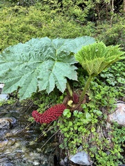 Gunnera tinctoria