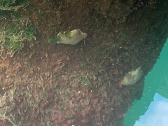 Patiriella regularis