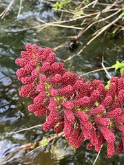 Gunnera tinctoria