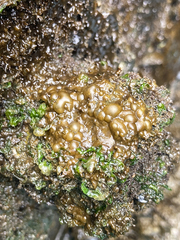 Leathesia marina