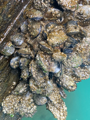 Mytilus planulatus