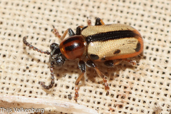 Crioceris paracenthesis