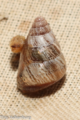 Cochlicella