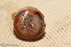 Cochlicella