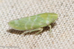 Tettigometra