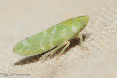 Tettigometra