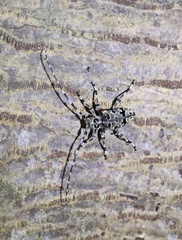 Azygocera picturata