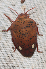 Solenosthedium bilunatum