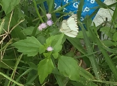 Appias libythea olferna