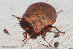 Solenosthedium bilunatum