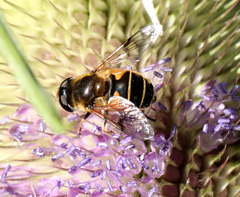Eristalis horticola
