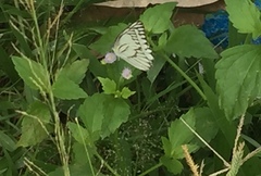 Appias libythea olferna