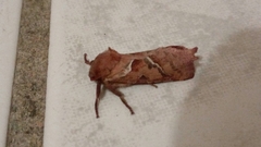 Triodia sylvina