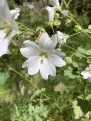 Malva weinmanniana