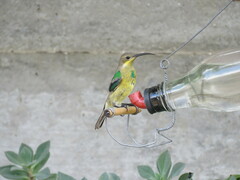 Nectarinia famosa famosa