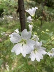 Malva weinmanniana