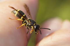 Stenodynerus chevrieranus
