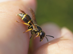 Stenodynerus chevrieranus